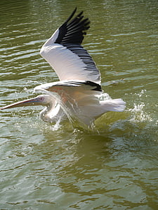 pelikan, water, water bird, large beak, pinnate, dawn, escape