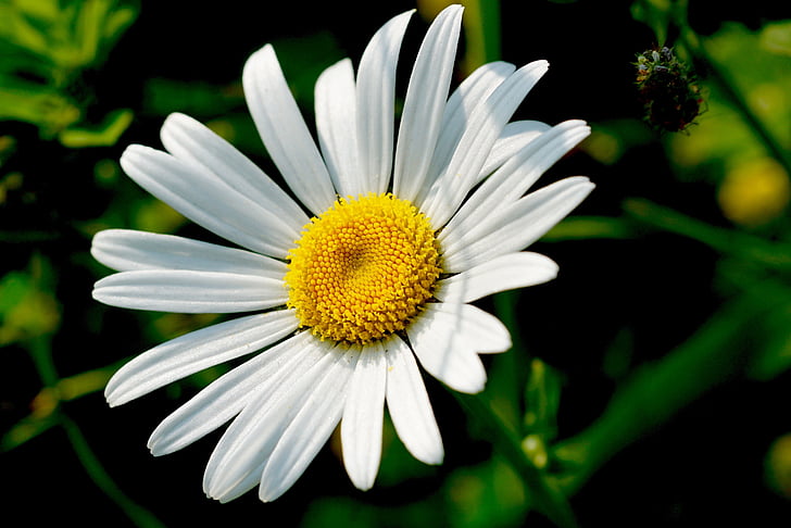 Marguerite, priroda, cvijet, cvijet, cvatu