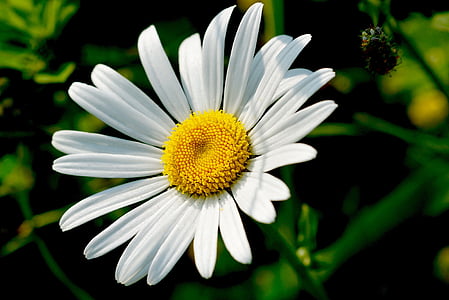 Marguerite, doğa, çiçek, çiçeği, Bloom