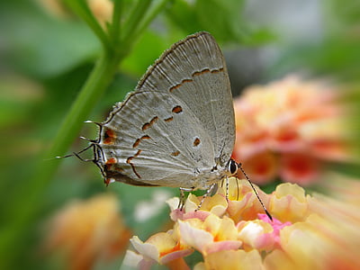 пеперуда, Педро Нунес, пеперуда цвете
