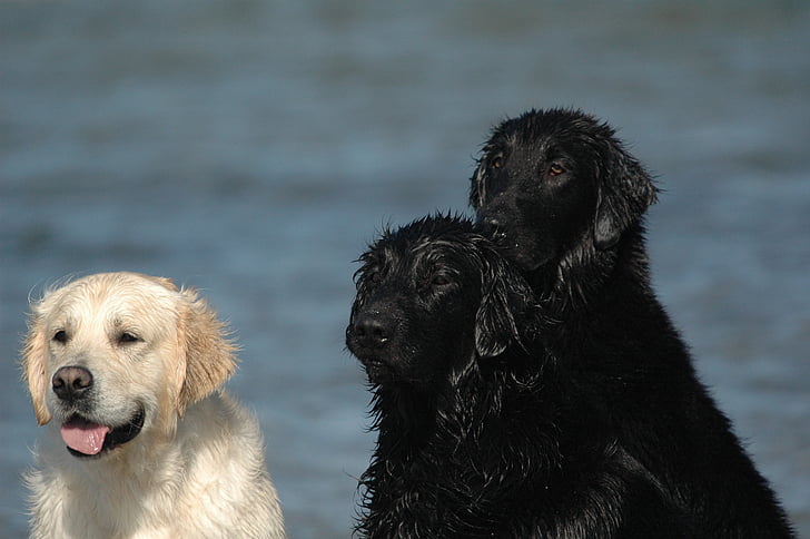 Golden retriever, Flat retriever, svart, vit, havet, vatten, blöt hund