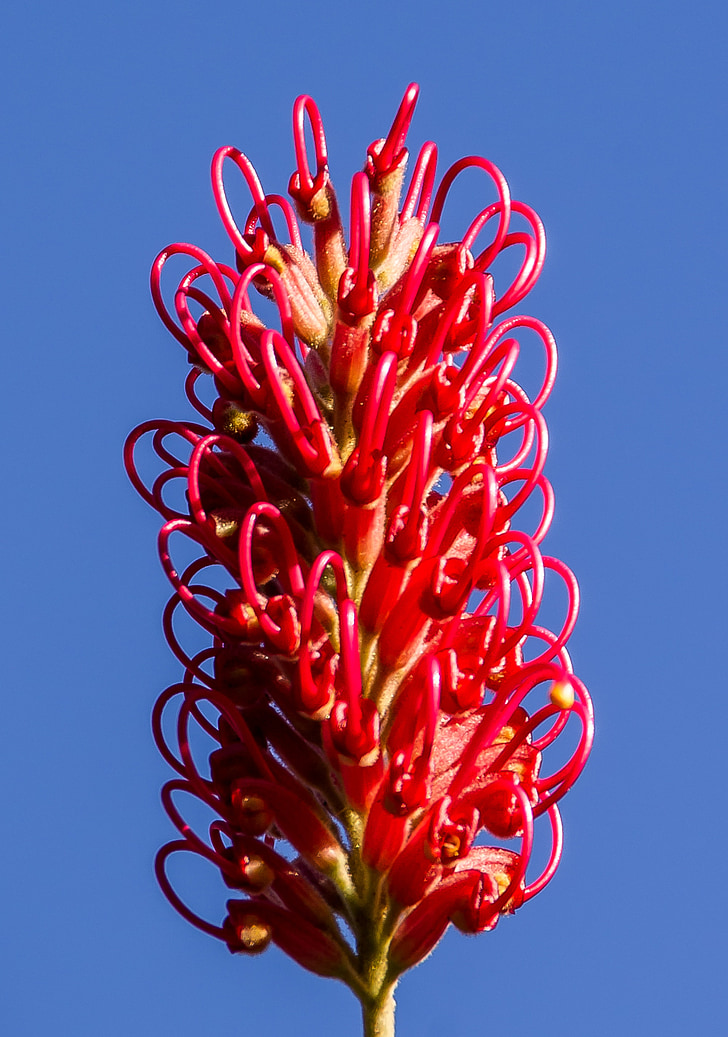 Grevillea, fiore, australiano, nativo, rosa, rosso, nettare
