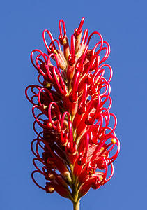 Grevillea, fleur, australien, Native, Rose, rouge, nectar