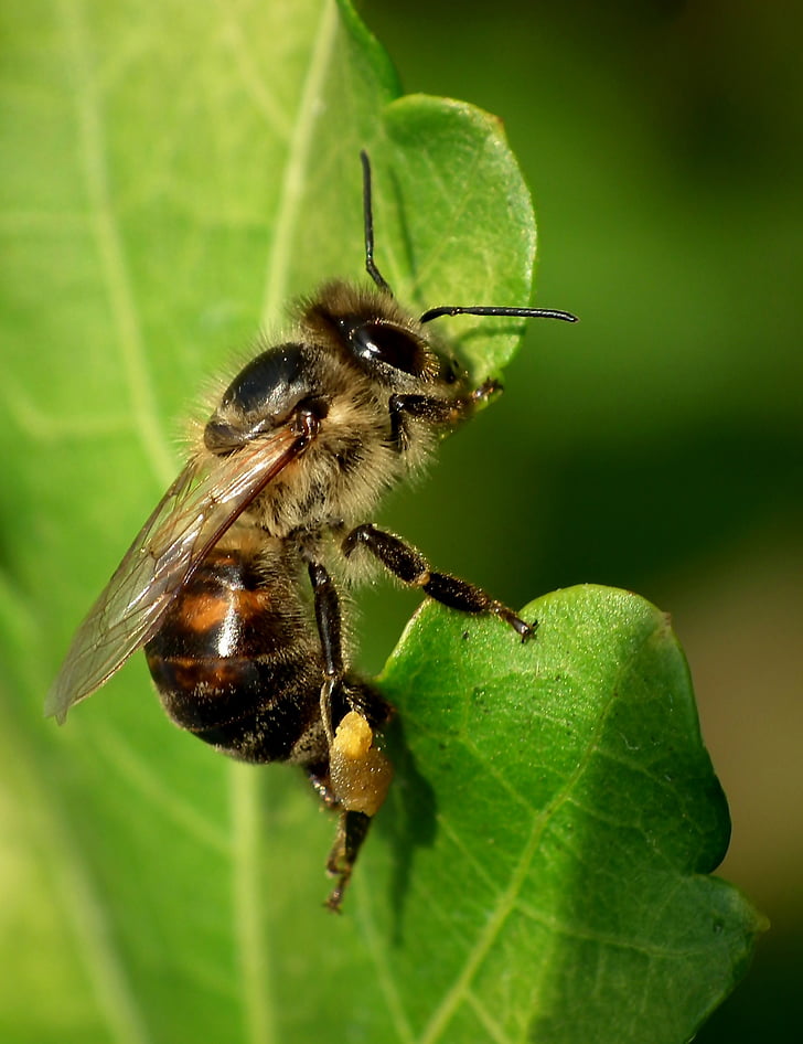 abeja, forraje, macro, insectos, naturaleza, polinizador, jardín