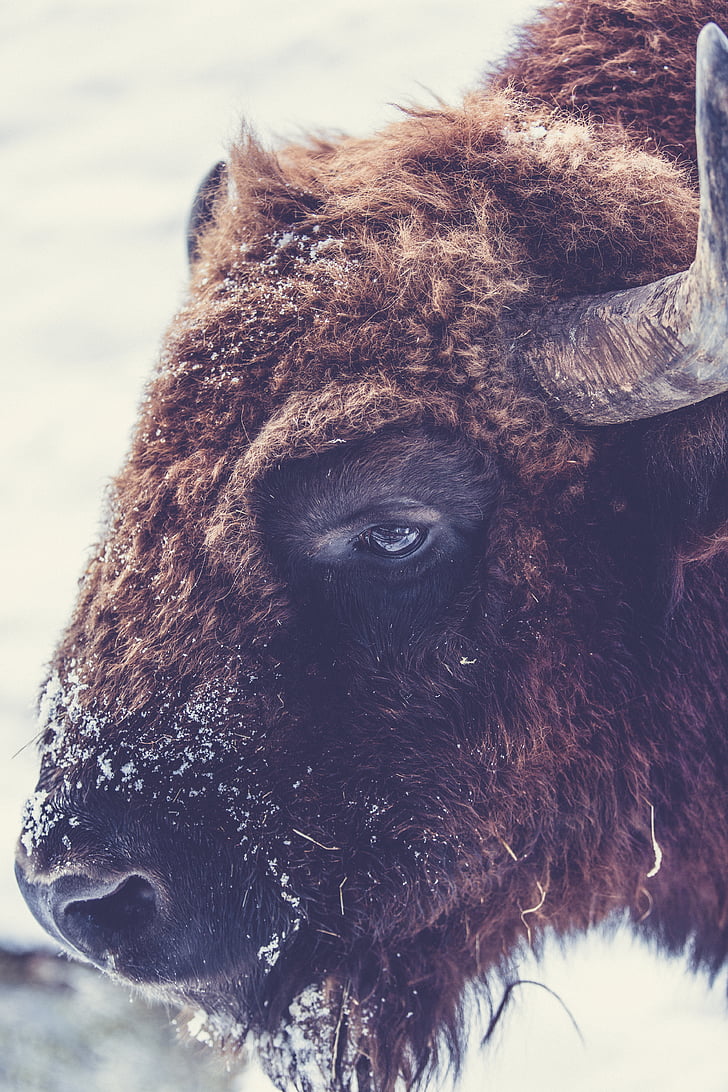 djur, djur fotografering, bison, Buffalo, närbild, tamdjur, lurviga