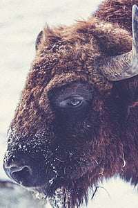 eläinten, eläinten valokuvausta, Biisoni, Buffalo, Lähikuva, kotieläin, karvainen