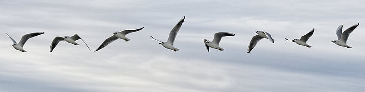 vuelo, Seagull, secuencia de, pájaro, aves marinas, naturaleza, vuelo