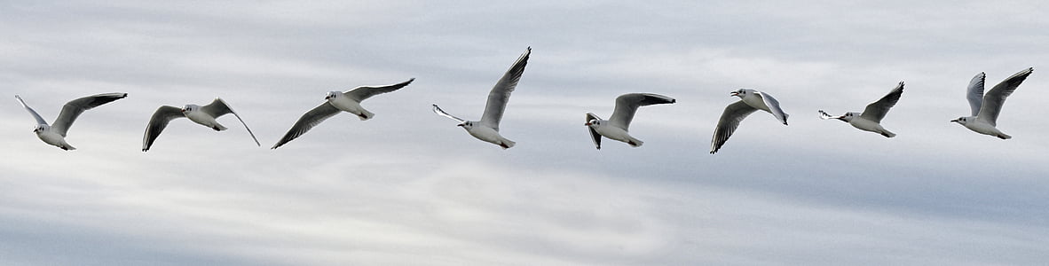 vuelo, Seagull, secuencia de, pájaro, aves marinas, naturaleza, vuelo