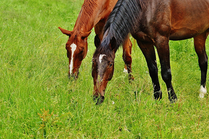 cavalli, per due, accoppiamento, Stallion, mangiare, Paddock, marrone