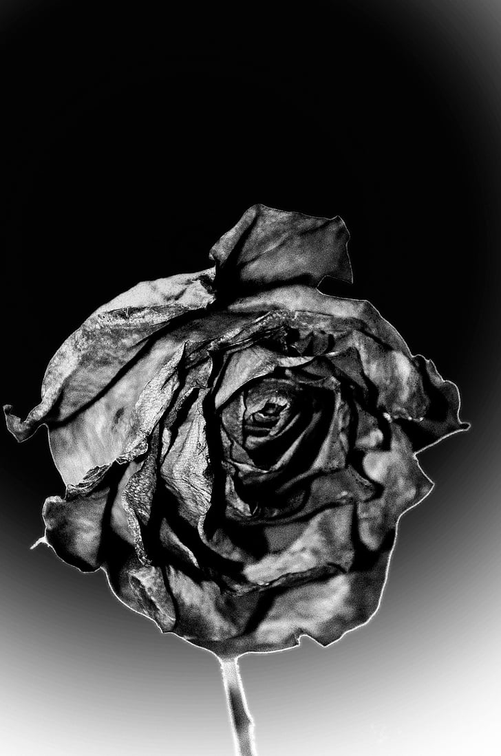 dead, rose, end, sadness, flowers, season, macro