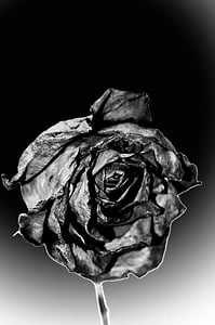 halott, Rózsa, vége, szomorúság, virágok, szezon, makró