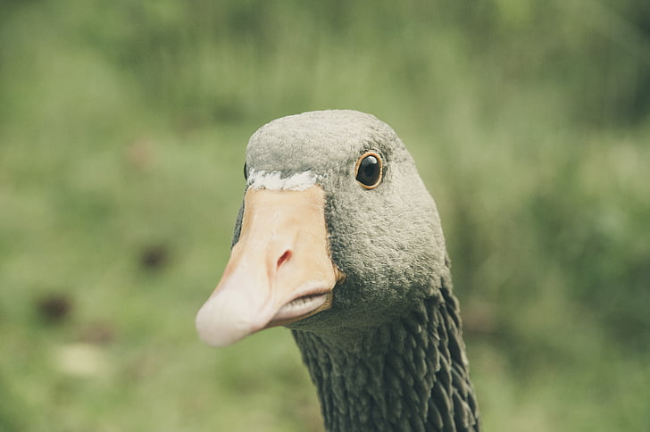 greylag goose, bill, animal, goose, bird, poultry, nature