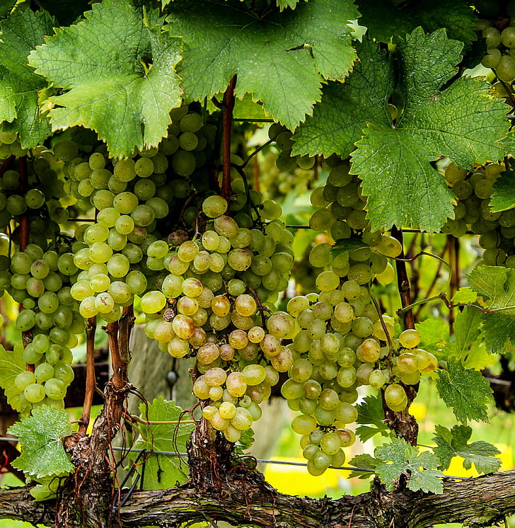 grapes, green, vines, plants, bunch, fruits, leaves
