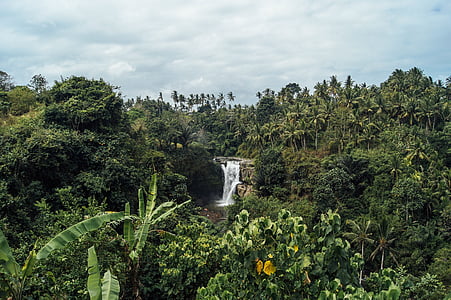 waterfall, greenery, nature, coconut trees, plantation, tropical, botanical