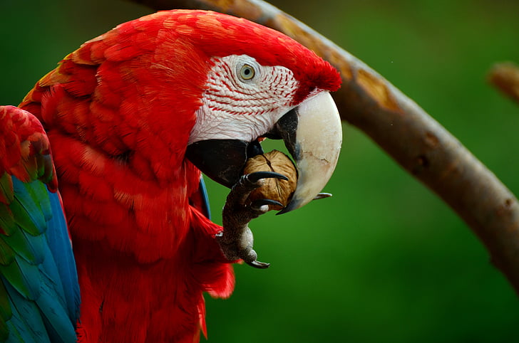 dier, vogel, Close-up, Macaw, natuur, papegaai