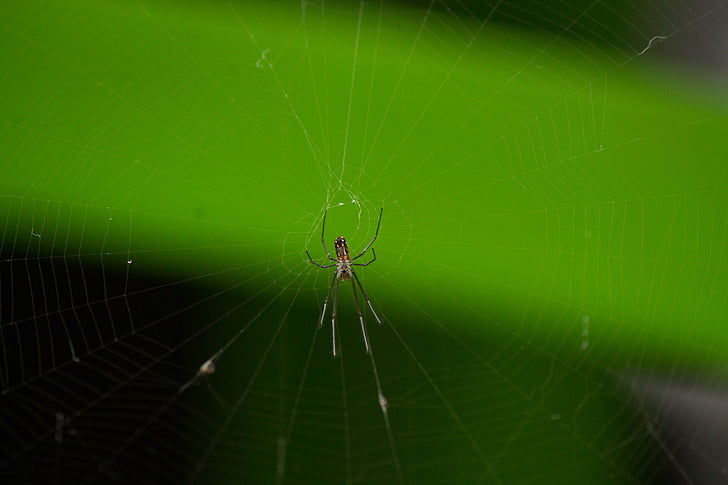 edderkop, dyr, Web, Ivy, arachnid, leddyr, natur