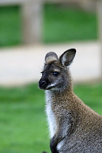 Wallaby, canguru, animal, mamífero, natureza, australiano, vida selvagem