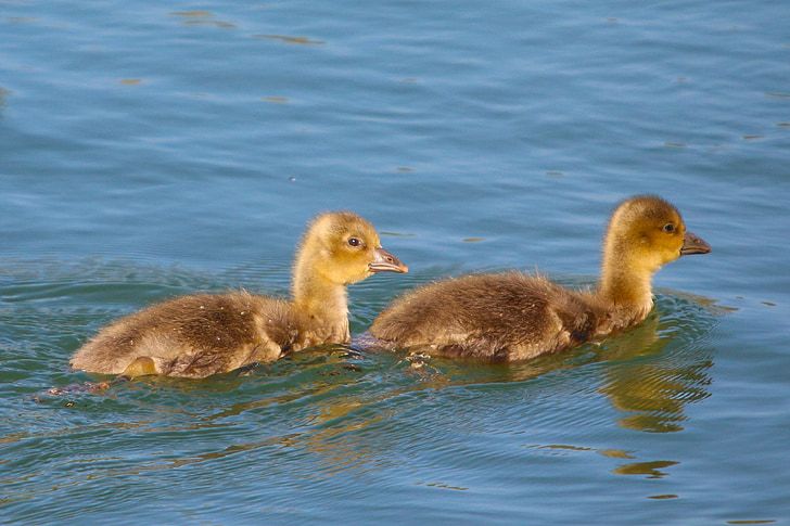 animals, waterfowl, ducks, young, fluffy