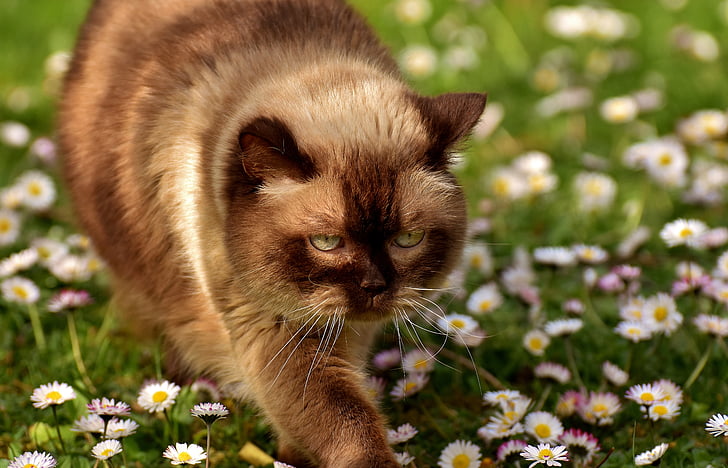british shorthair, cat, mieze, thoroughbred, fur, domestic cat, animal world