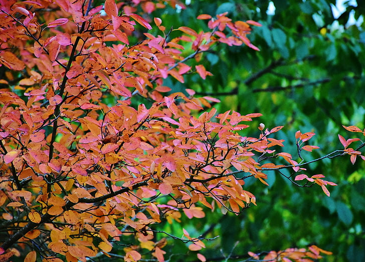 naturen, hösten, träd, lämnar, gul, röd, humör