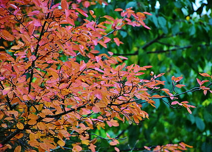 natuur, herfst, boom, Bladeren, geel, rood, stemming