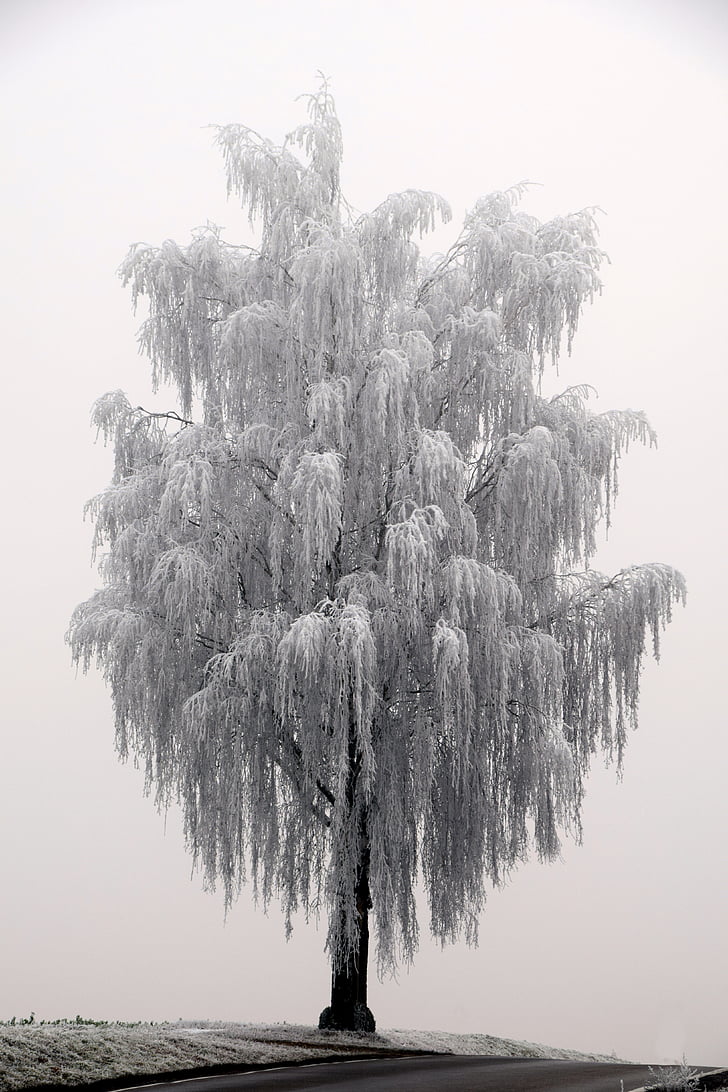 puu, talvel, talvistel, loodus, külm, meeleolu, Frost