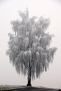 tree, winter, wintry, nature, cold, mood, frost