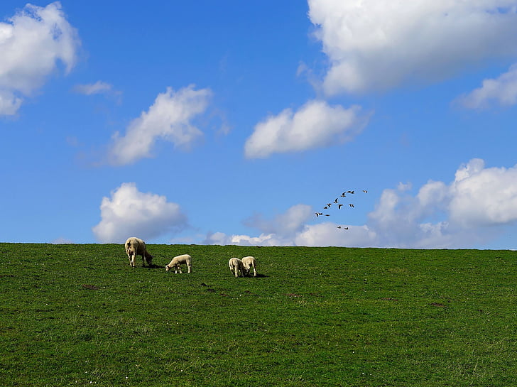 dike, clouds, sheep, north sea, sky, landscape, grass