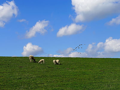 дамба, облака, овцы, Северное море, небо, пейзаж, трава