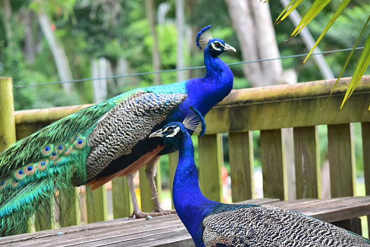 Peacock, Zoo, lintu, eläinten, Wildlife, väri, sulka