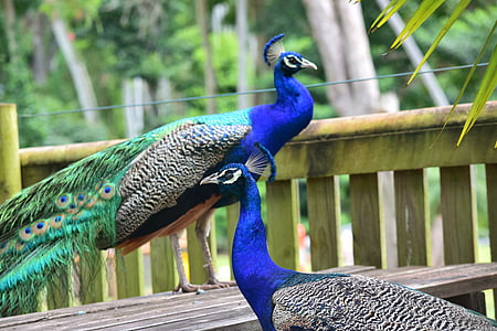 peacock, zoo, bird, animal, wildlife, color, feather