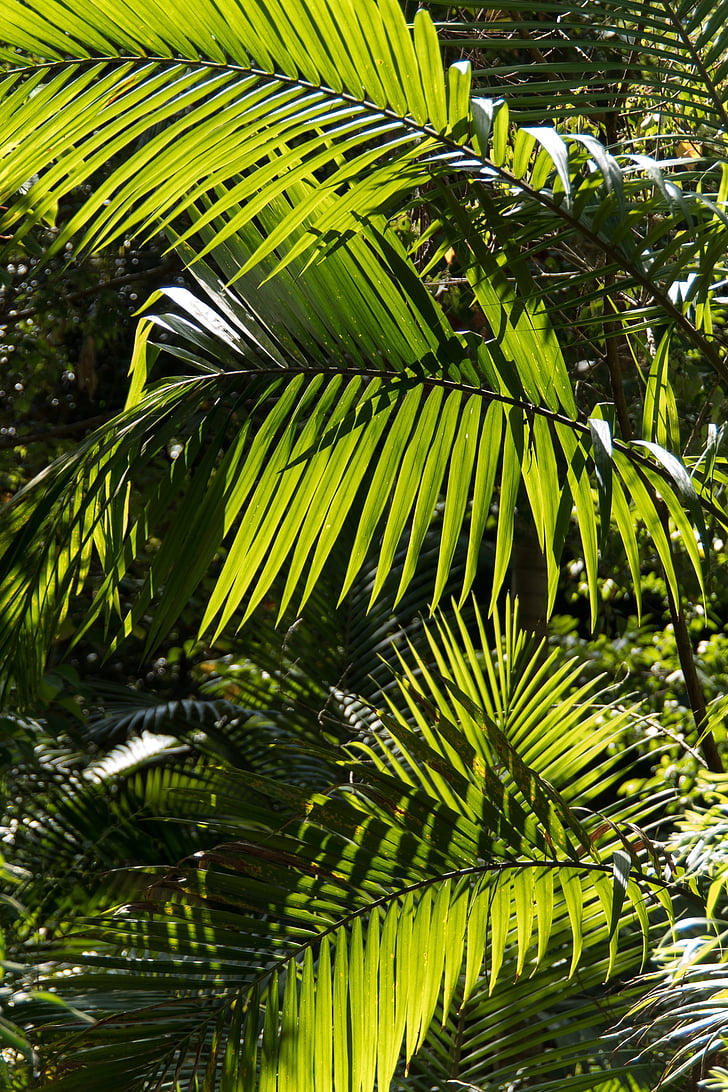 Palm, Bangalow palm, Fronda, floresta tropical, floresta, Austrália, Queensland