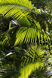Palma, Bangalow palm, fronda, bosc de pluja, bosc, Austràlia, Queensland