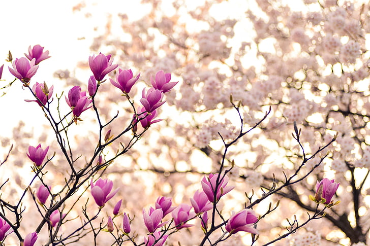 Japonija, kraštovaizdžio, pavasarį, augalų, gėlės, natūralus, Medelynas