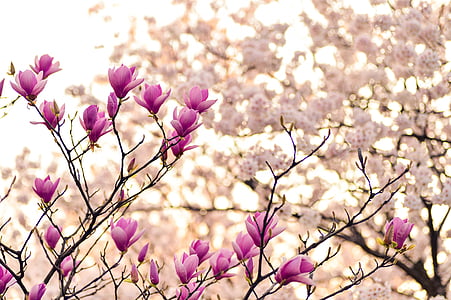 Japán, táj, tavaszi, növény, virágok, természetes, Arborétum