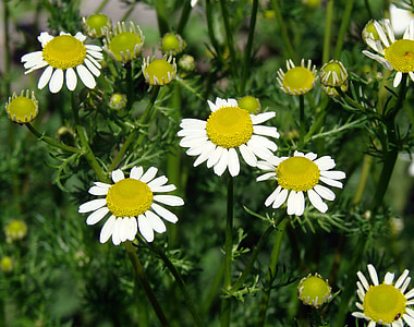 daises, danner, ny vækst, blomst, natur, gul, hvid