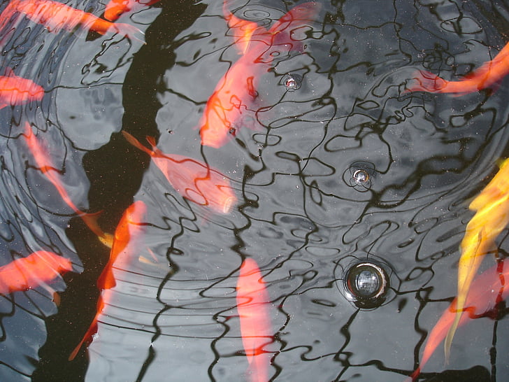 goldfish, water, ripples, bubbles