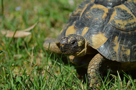 turtle, greek tortoise, moorish turtle, reptile, animal, tortoise, nature