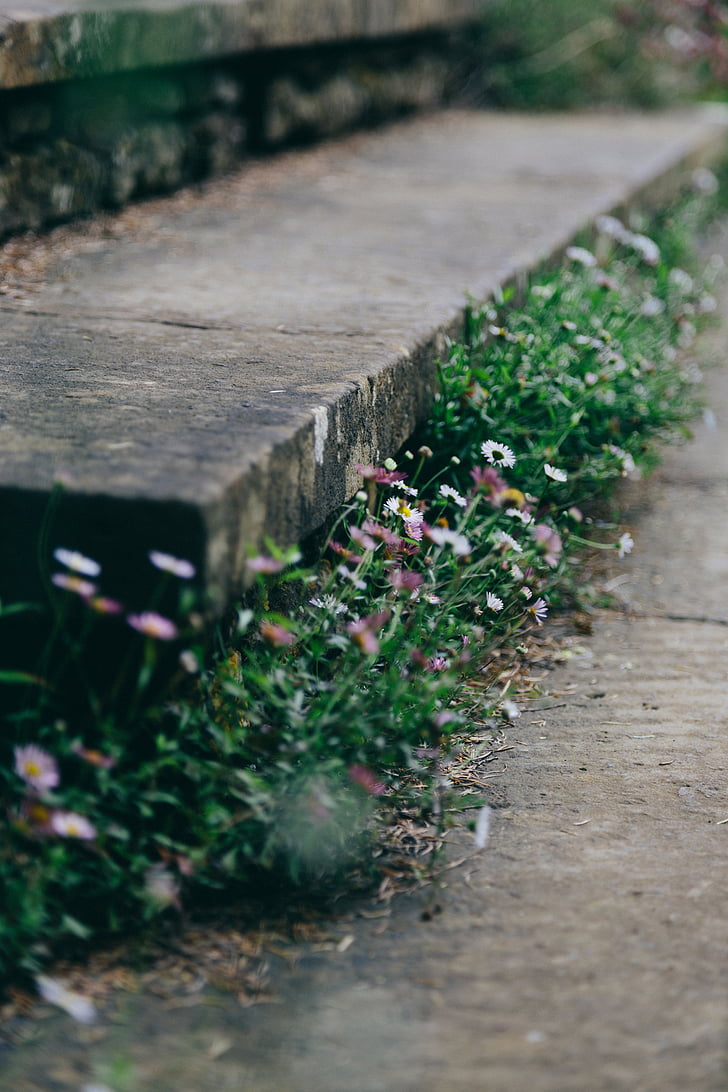 balta, Violeta, petaled, ziedi, blakus, betons, ietves malā