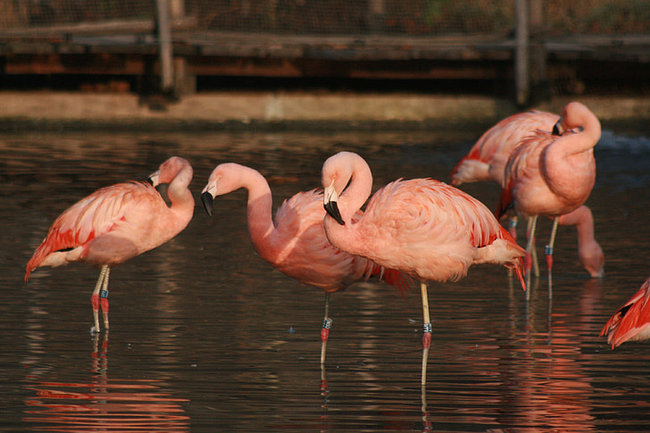 natur, dyr, dyr, Flamingo