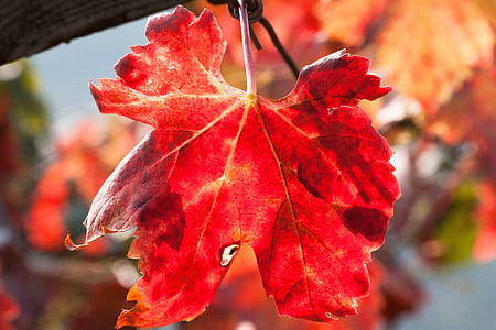 葡萄酒, 叶, 葡萄酒的收获, 葡萄园, 植物, 秋天, 秋天的色彩