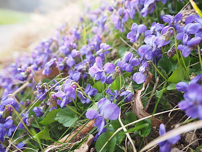 doftande violer, Violet, blomma, Blossom, Bloom, Viola odorata, mars violer
