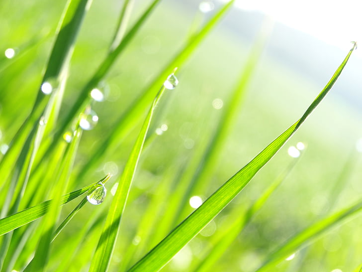 drip, grass, nature, green, plant, morning, dewdrop