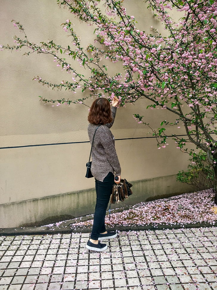 flowers, afternoon, campus, spricg, cherry blossom, chery blossom, girls