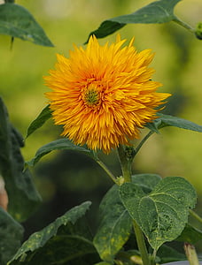 sunflower, pompom, sunflower pom-pom, flowers, nature, summer flowers, macro