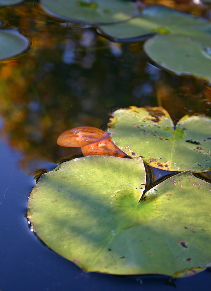 Lily pad, Lily pond, yaprak, su, gölet, Yeşil, doğa