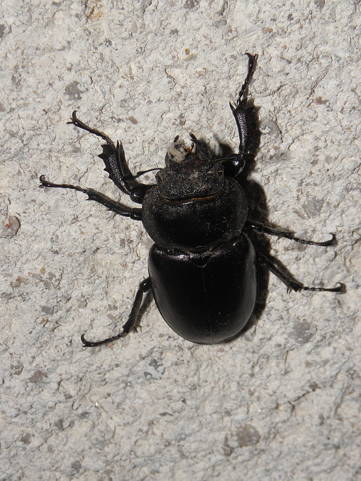 Stag beetle, Scarabeo, foresta, insetto, Roháč, coleotteri, dřevokaz