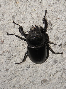 Poissmeeste beetle, Beetle, metsa, putukate, roháč, mardikad, dřevokaz