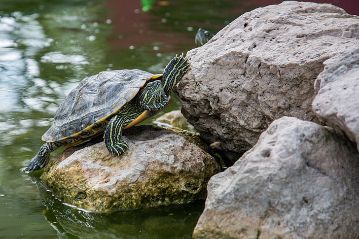 brown, gray, turtle, rock, shell, animal, rocks