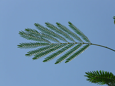 blad, Wedel, Acacia, Acacia karroo, grønn, blå, hagtorn